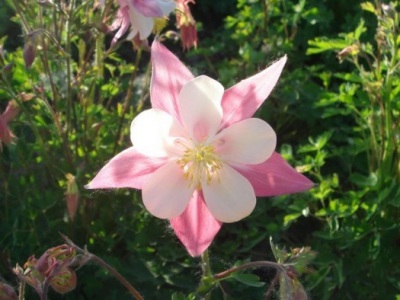 大花耬斗菜種子幾月播種最好？