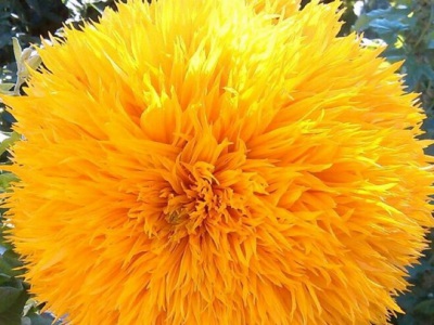 玩貝熊向日葵種子幾月份播種？