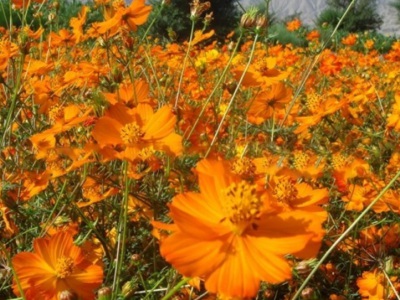 硫華菊種子需要泡嗎？