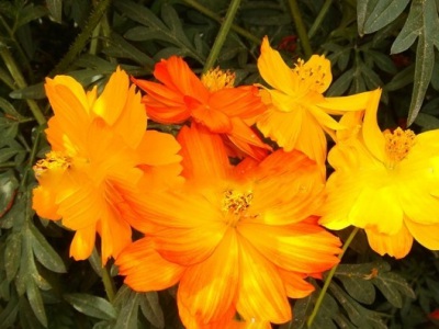 硫華菊種子是撒在土上的嗎？