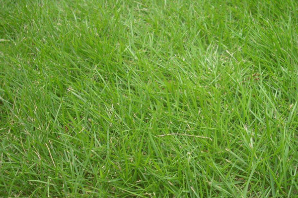 1637669176654495.jpg 百喜草1.jpg