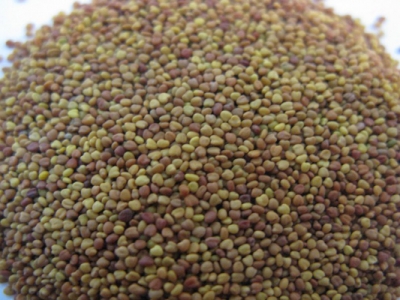 白三葉種子怎么種？