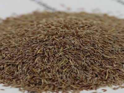 剪股穎種子在哪能買(mǎi)到正宗的？