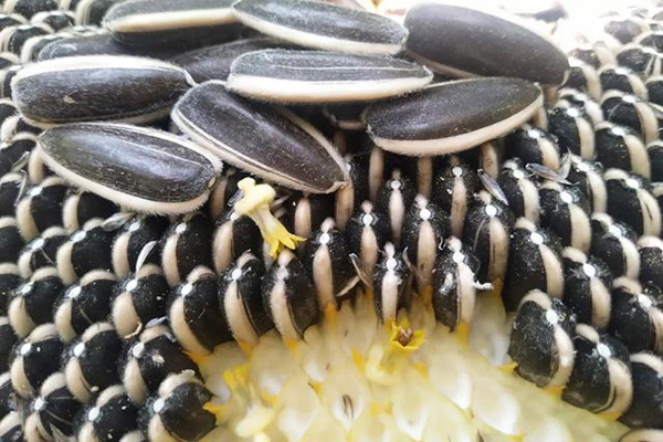 1651648268536964.jpeg 黑貝食葵1.jpeg