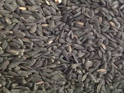 油葵種子可以自己留嗎？