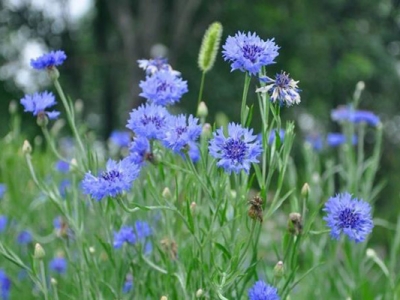 矢車菊種子的種植時(shí)間是在什么時(shí)候？