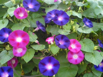 矮牽牛種子播種時(shí)間是幾月？