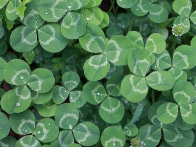 白三葉種子多長(zhǎng)時(shí)間發(fā)芽？