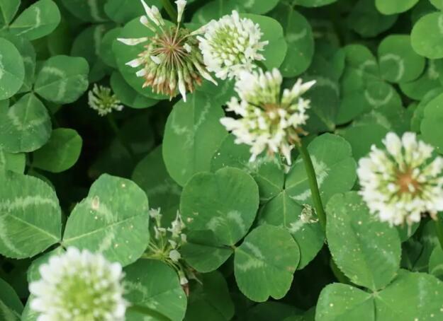 1656722502225320.jpg 1656722502225320.jpg