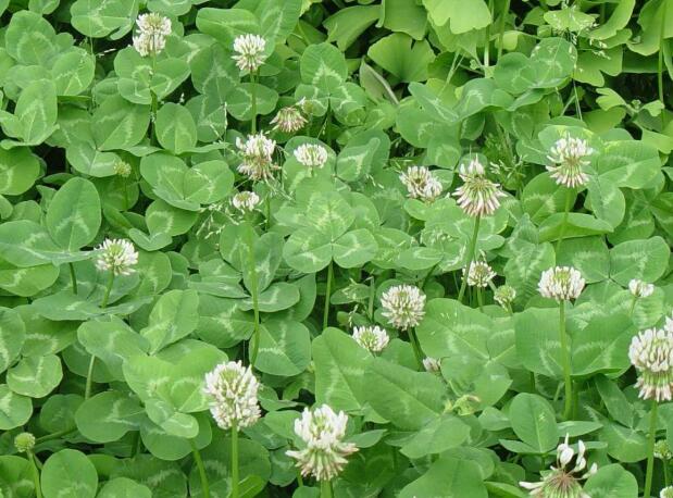 1656722513913789.jpg 1656722513913789.jpg