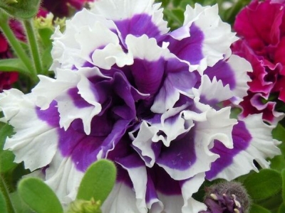 重瓣矮牽?；ǚN子什么季節(jié)種