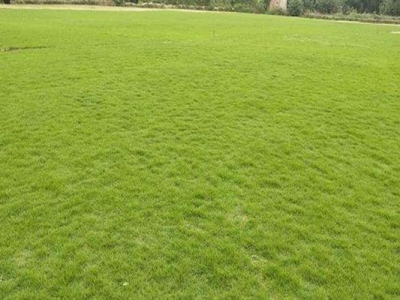 天鵝絨草皮的繁殖方式是什么？