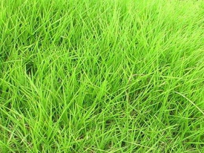 狗牙根草坪跟天鵝絨草坪的區(qū)別是什么？