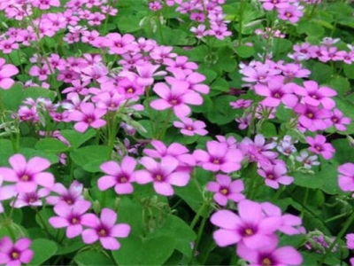 紅花醡漿草和紅三葉區(qū)別在哪幾方面？