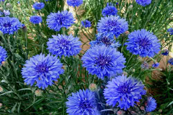 1660637836224169.jpeg 矢車(chē)菊1.jpeg