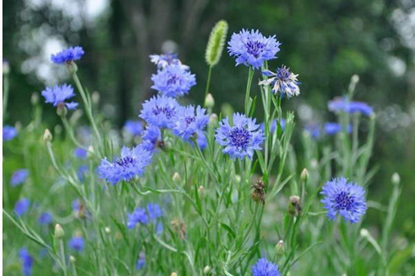 1660637844771219.jpeg 矢車(chē)菊2.jpeg