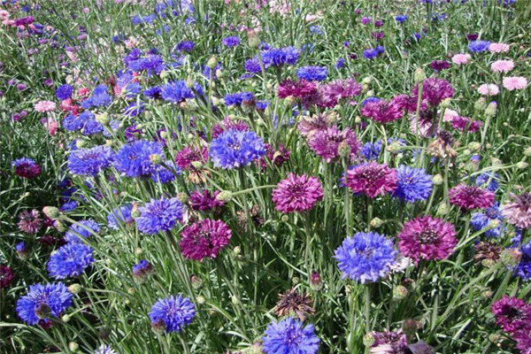 1660637852476654.jpeg 矢車(chē)菊3.jpeg