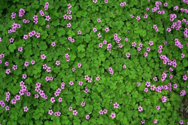 1660718850509226.jpg 紅三葉3.jpeg.jpg