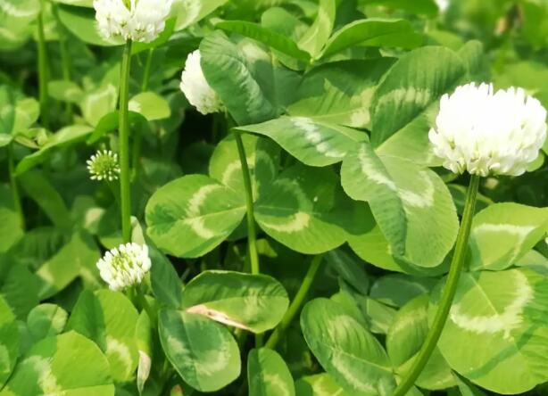 1661783368182954.jpg 6++.jpg