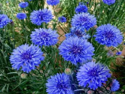 矢車菊種子什么時(shí)候成熟？