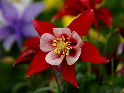 耬斗菜種子什么時(shí)候成熟？