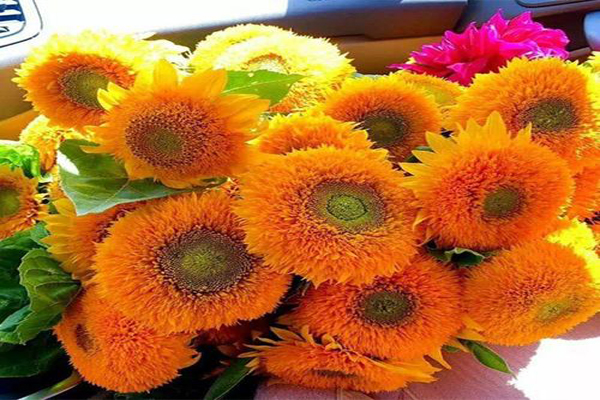 1663550705600694.jpg 玩具熊向日葵2.jpg