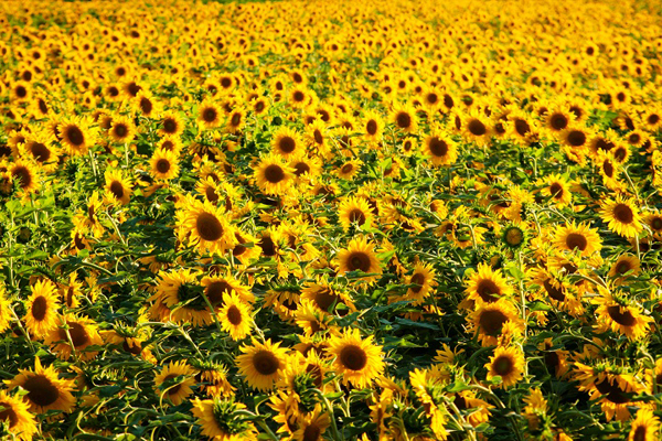 1663661041600321.jpeg 向日葵3.jpeg