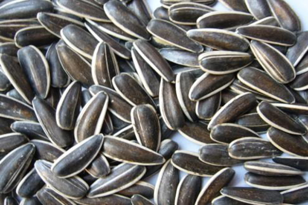 1663661070133393.jpeg 向日葵種子2.jpeg