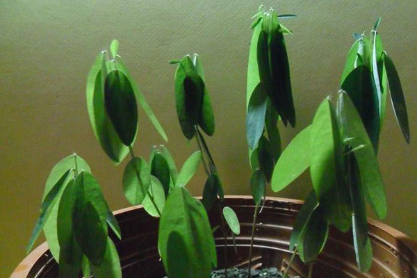 1663668190753923.jpeg 跳舞草1.jpeg