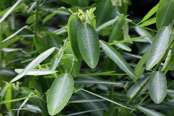 1663668196663027.jpeg 跳舞草3.jpeg