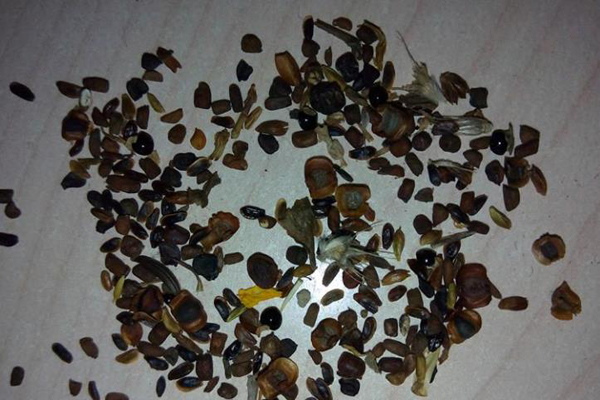 1663672215579219.jpg 雛菊種子.jpg