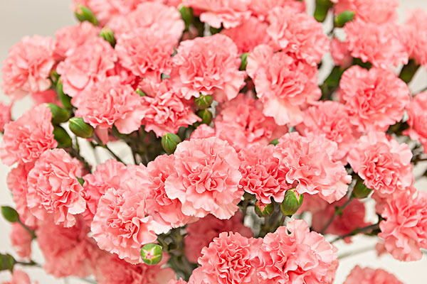 1663682530998980.jpeg 康乃馨2.jpeg