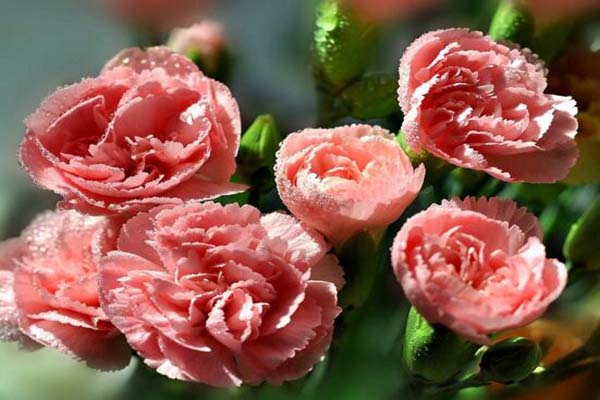 1663682540211282.jpeg 康乃馨3.jpeg