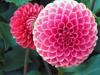 大麗花種子什么時(shí)候種植最好？