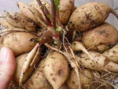 大麗花種子催芽幾天發(fā)芽？