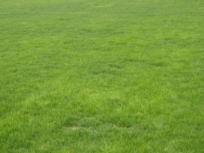 高羊茅種子幾天發(fā)芽？