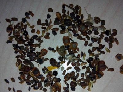 雛菊種子幾天可以發(fā)芽？