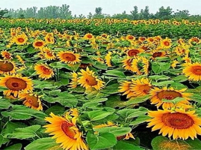 矮向日葵種子幾天發(fā)芽？