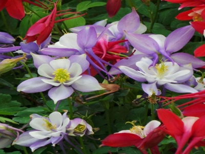 耬斗菜種子幾天后發(fā)芽？