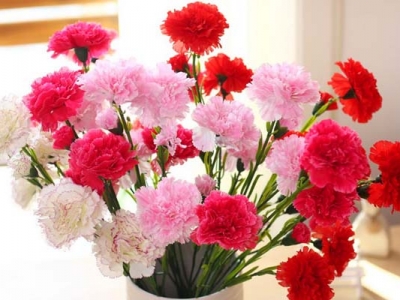 康乃馨種子種幾天能出？