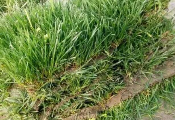 1664961088528748.jpg 8++.jpg