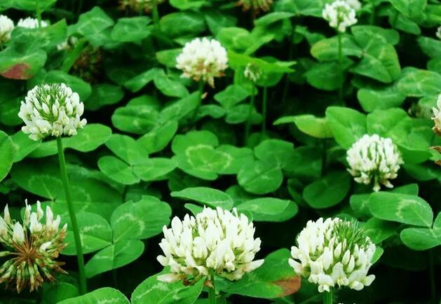 1670131690250840.jpg 5++.jpg