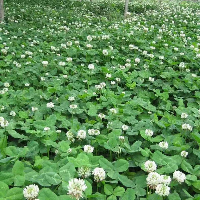 白三葉苗杯苗盆栽 白三葉苗杯苗盆栽