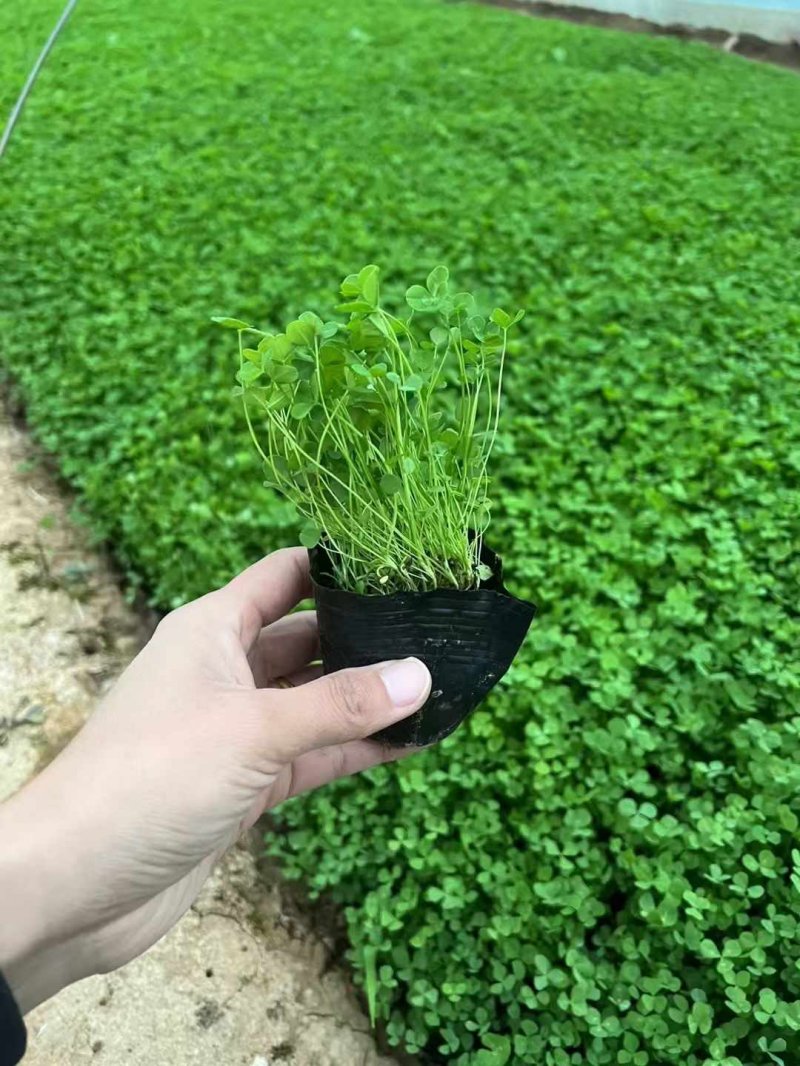 白三葉苗杯苗盆栽 白三葉苗杯苗盆栽