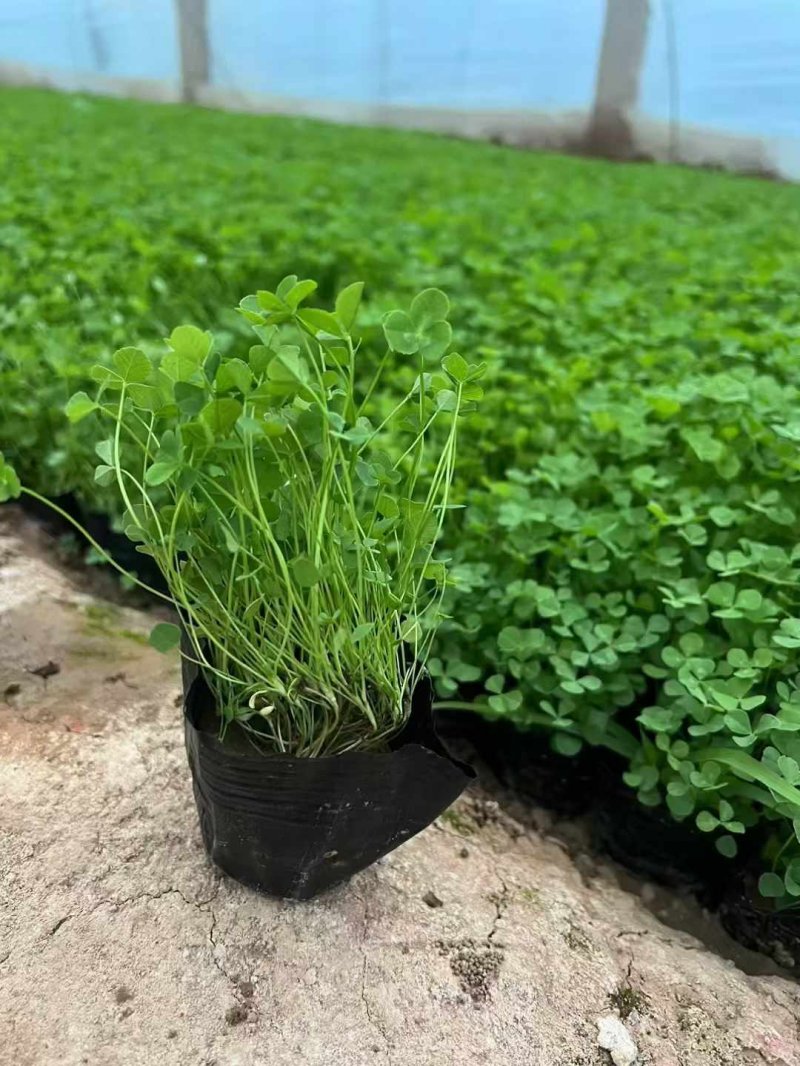 白三葉苗杯苗盆栽 白三葉苗杯苗盆栽