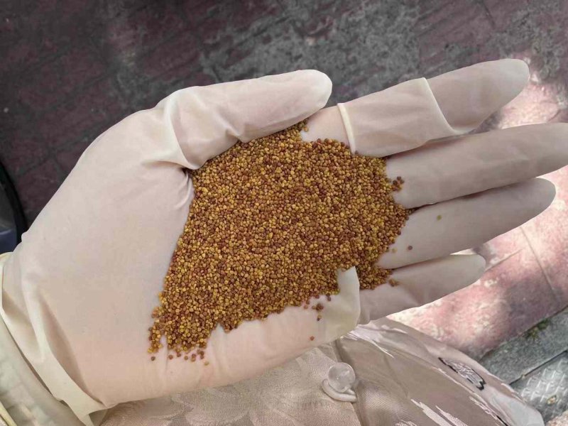 白三葉種子 白三葉種子