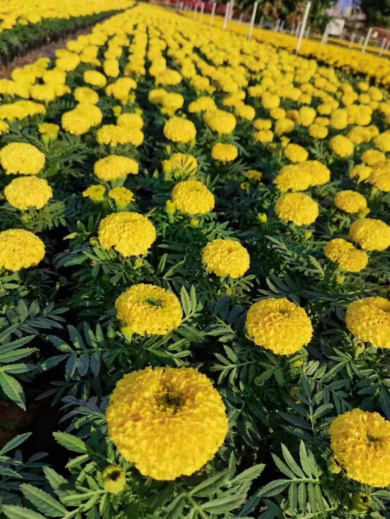 黃色萬(wàn)壽菊花朵花海