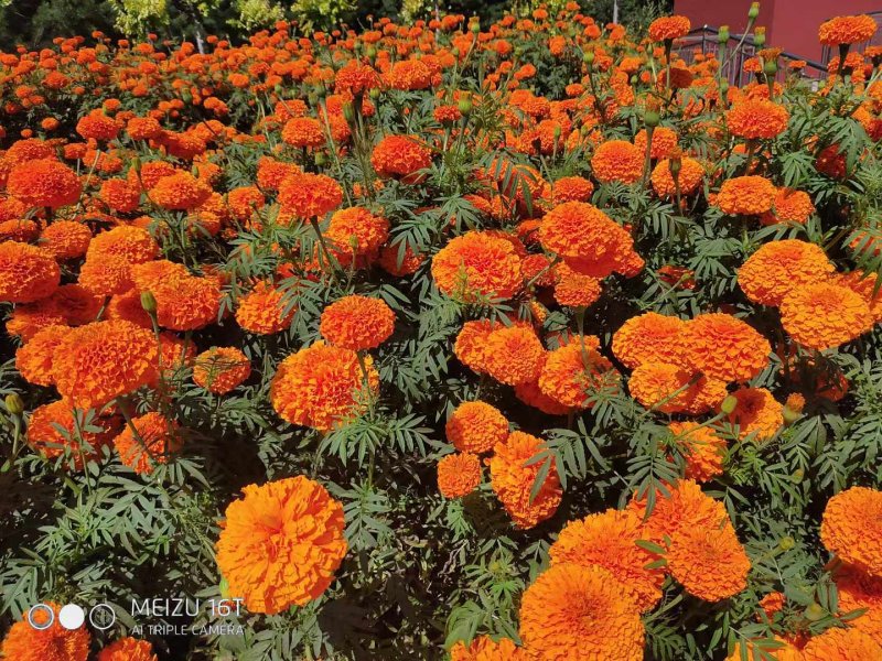 橙色萬(wàn)壽菊花朵花海