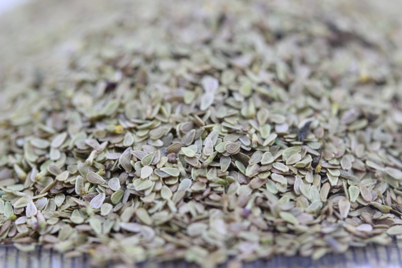 雛菊種子 雛菊種子