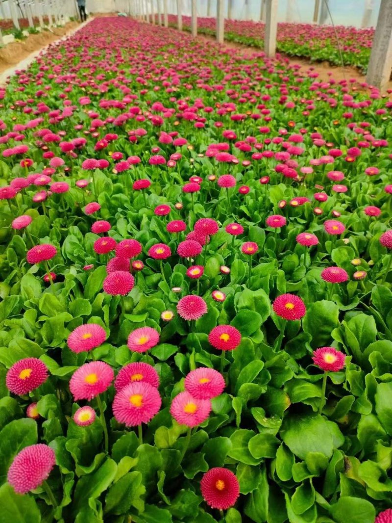 盆栽雛菊苗開花圖片 盆栽雛菊苗開花圖片